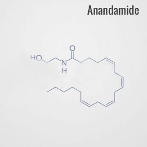 anandamide 1